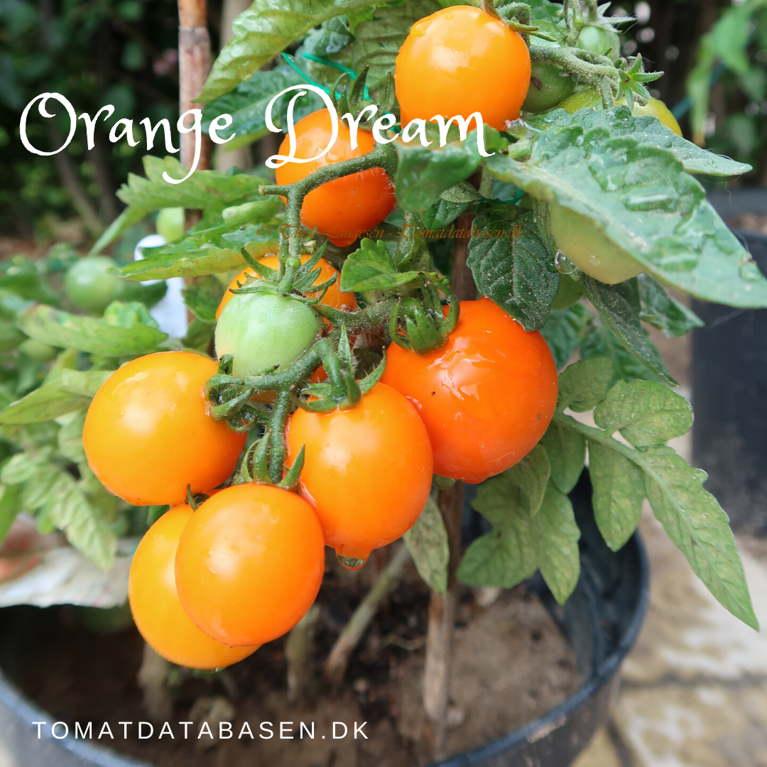 Orange Dream